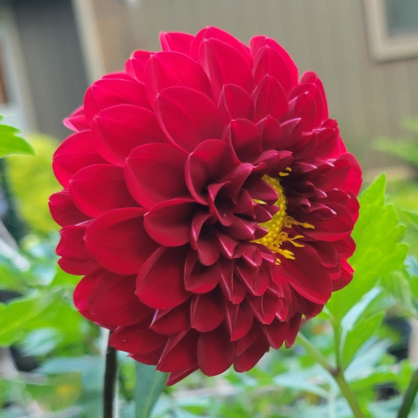 Wisconsin Red