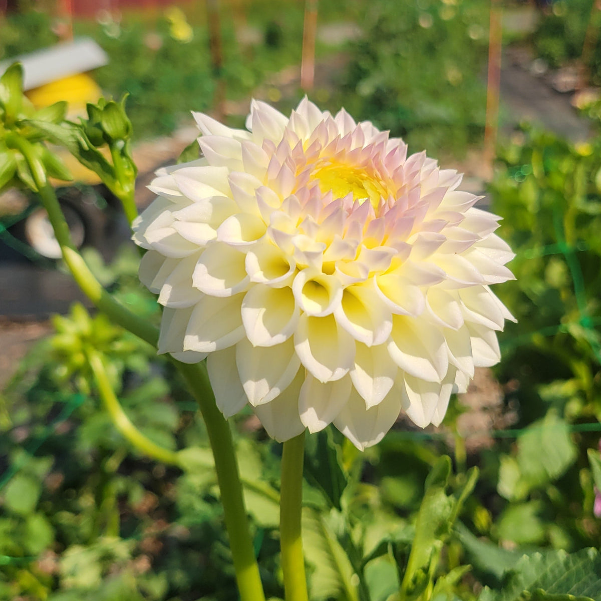 Cream Diane