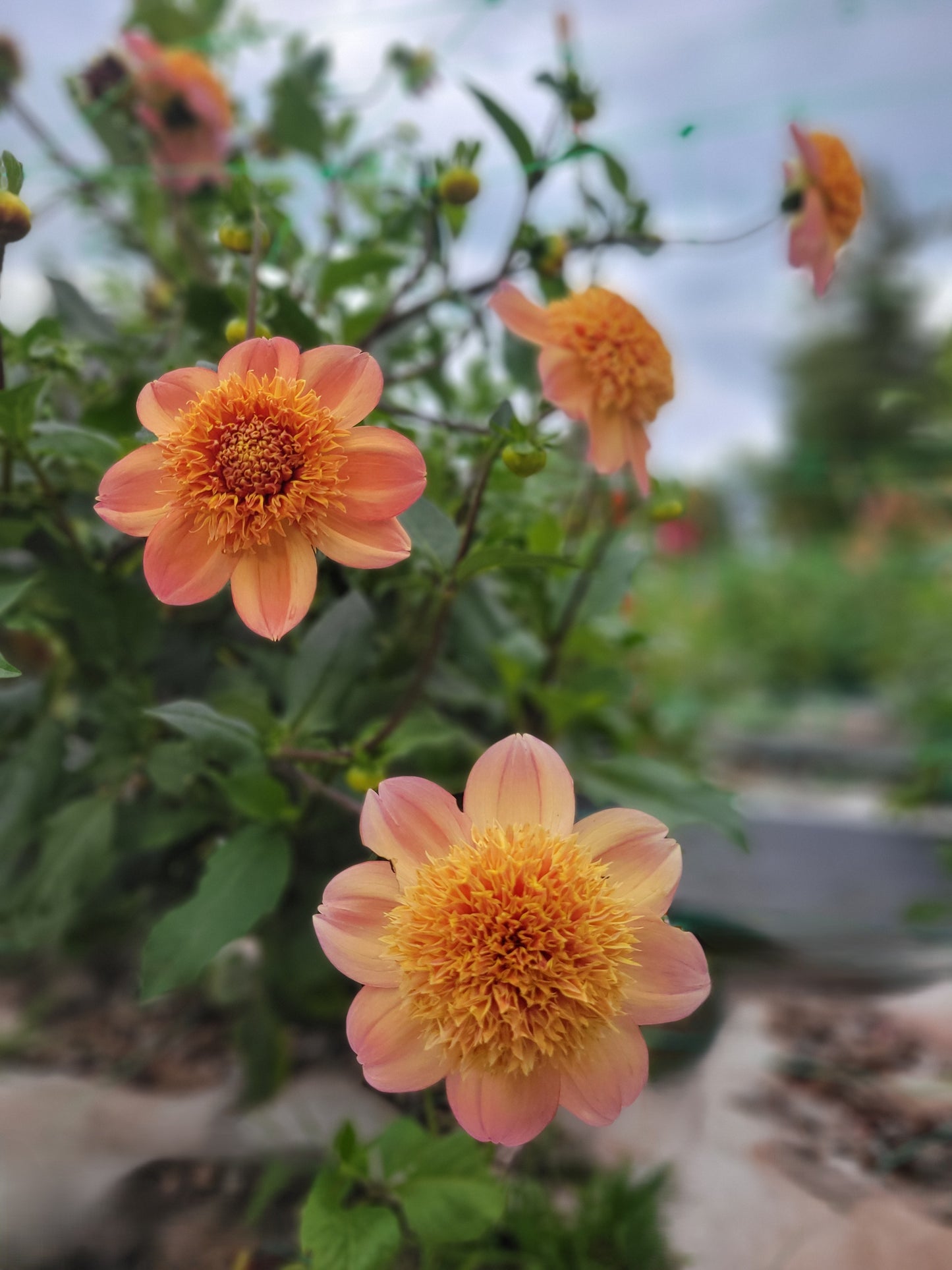Sandia Brocade - see comment