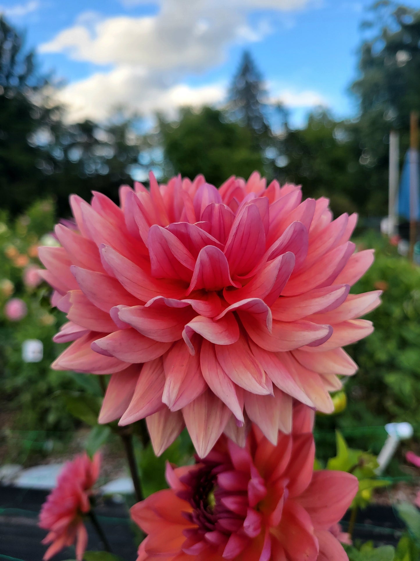 Dutch Pearl