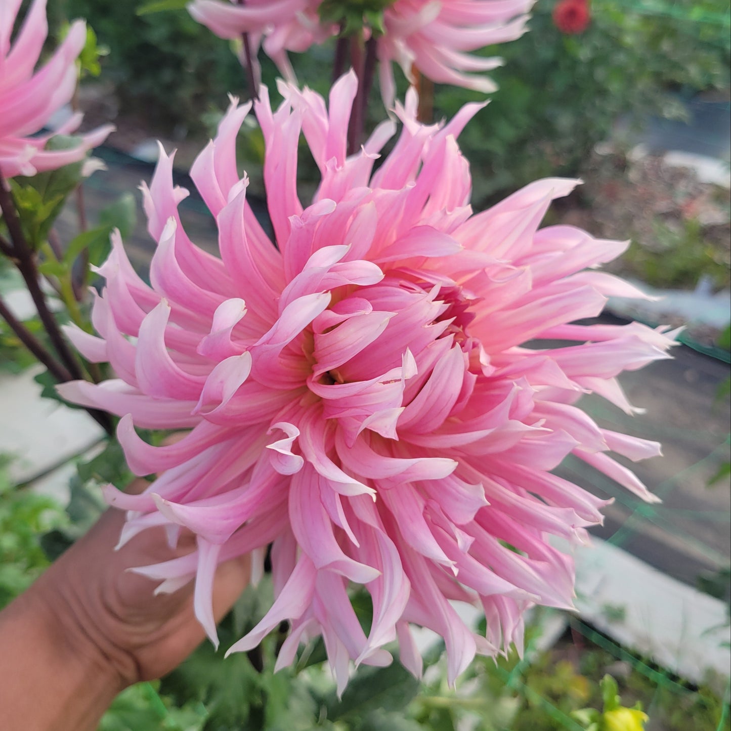 Hollyhill Cotton Candy