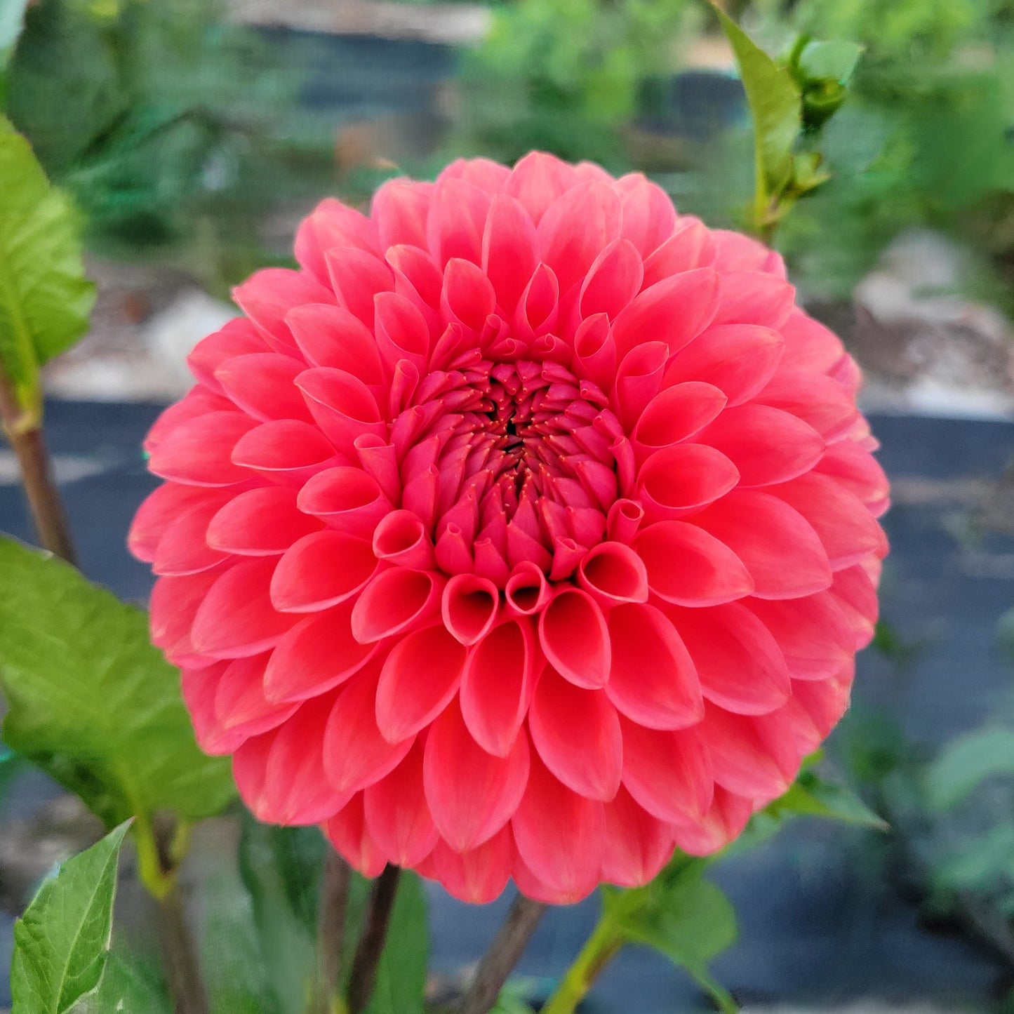 SC-Keltie Rose - see comment