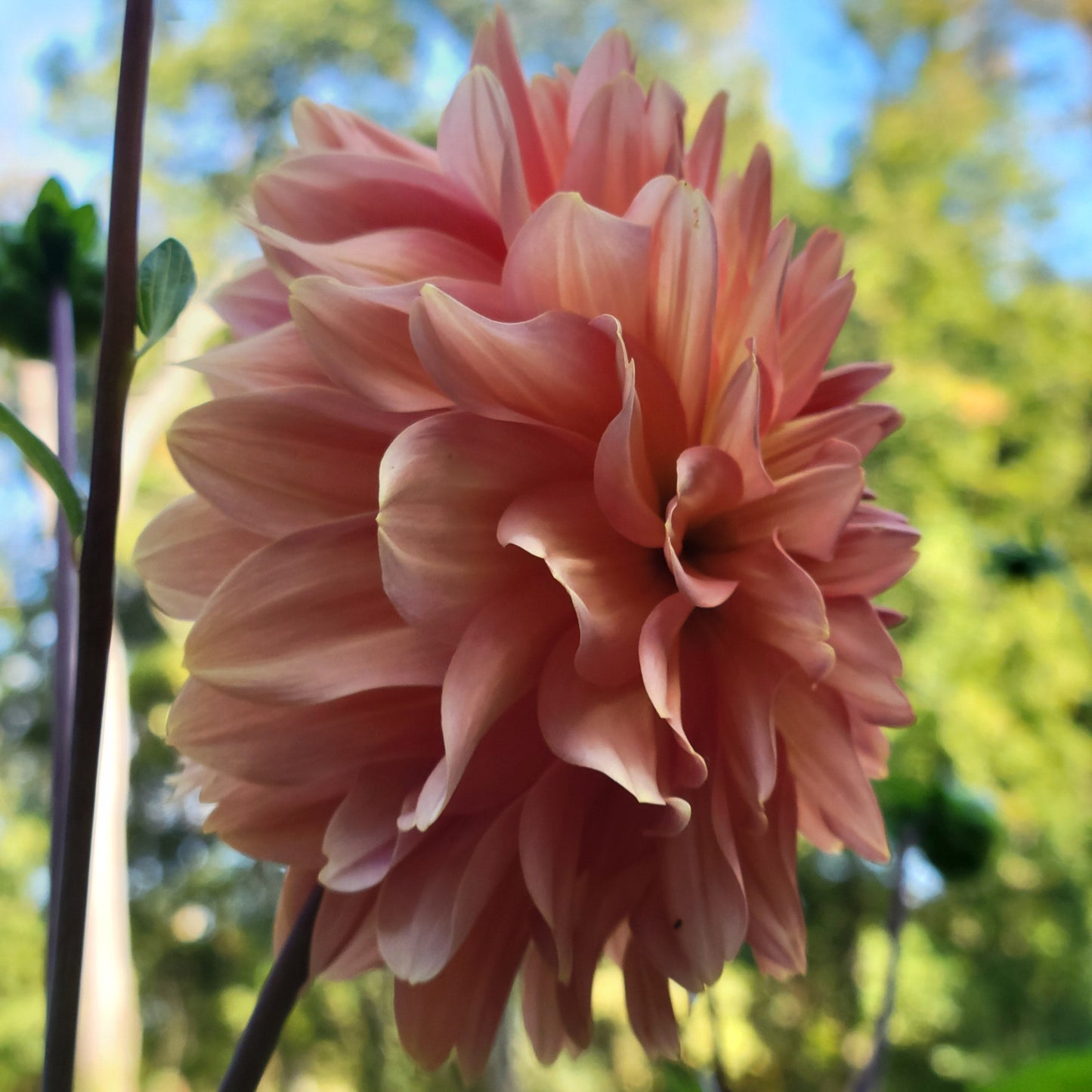 Chimacum Sam - (sold to us as)