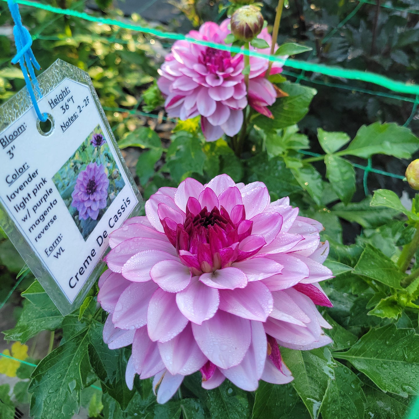 Creme De Cassis