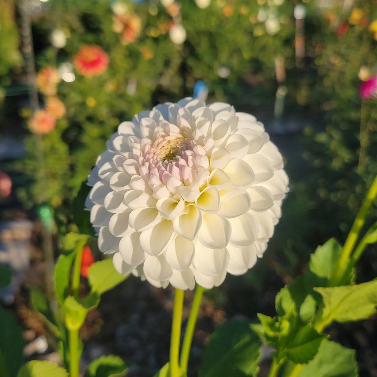Dorothy R - Read Description