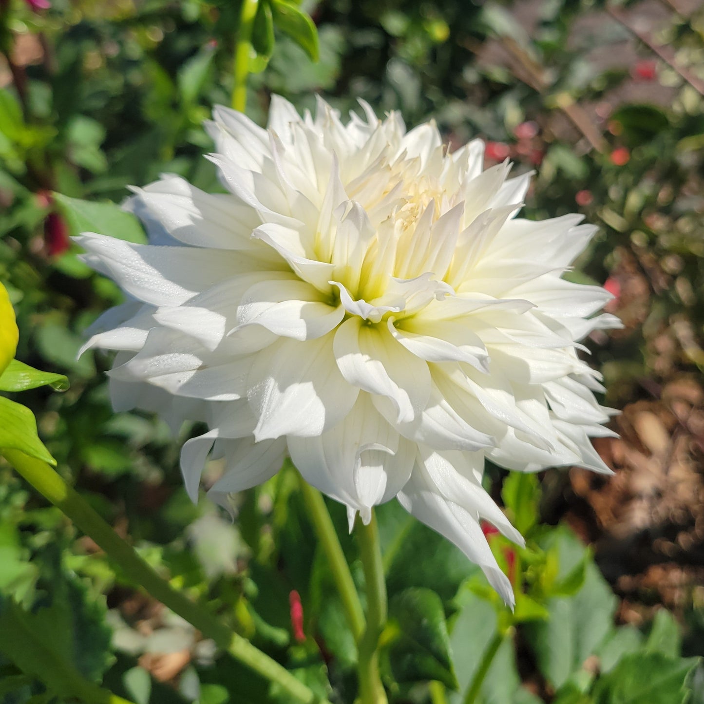 Woodland's Sarafina