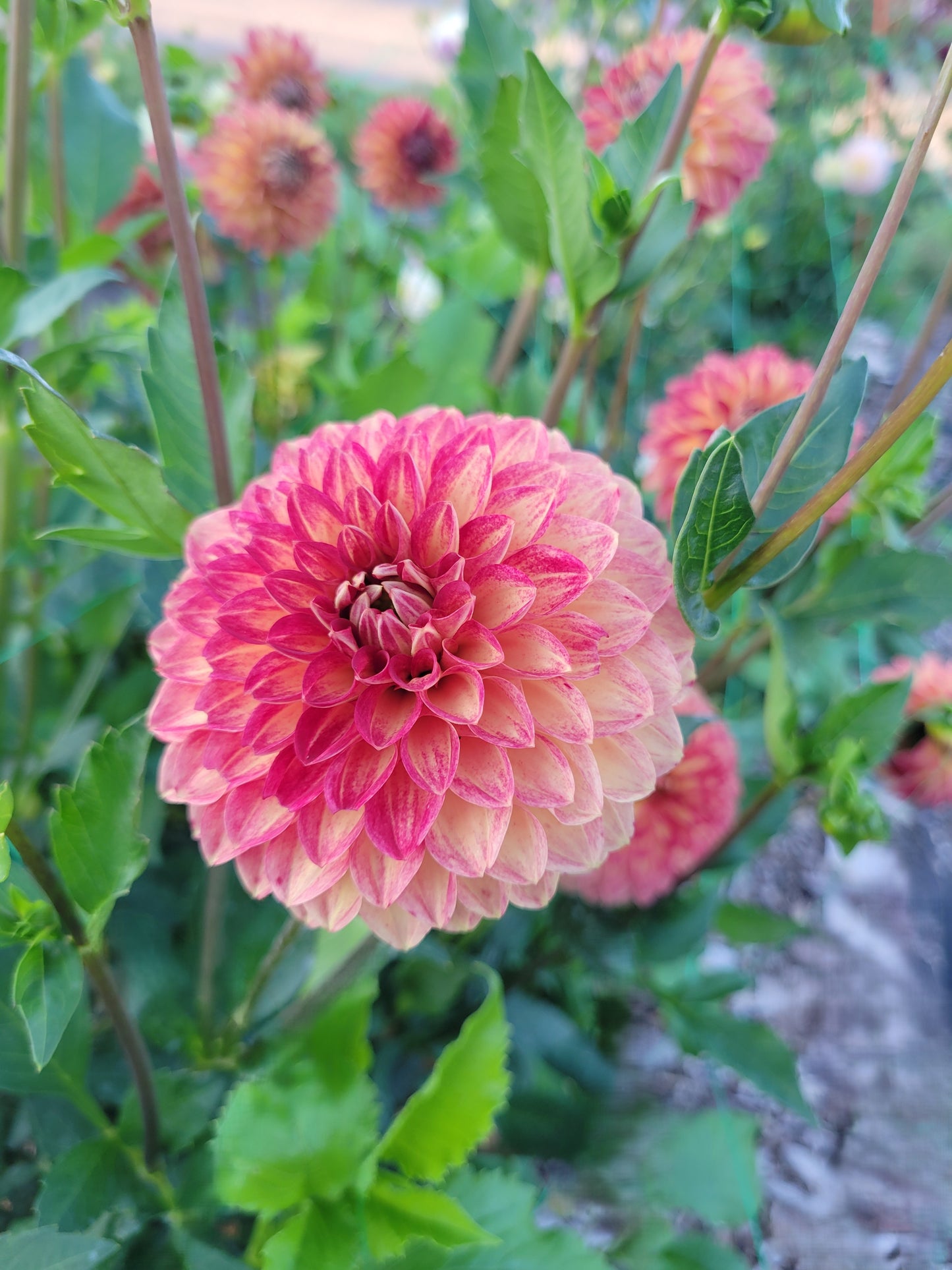 Tahoma Vivian