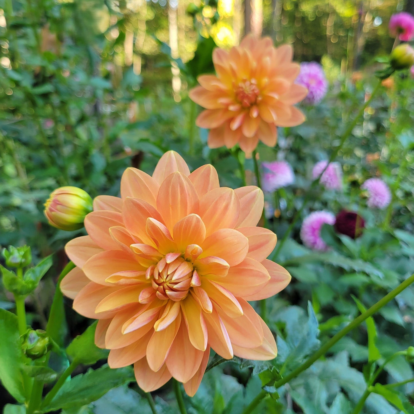 Sandia Susan