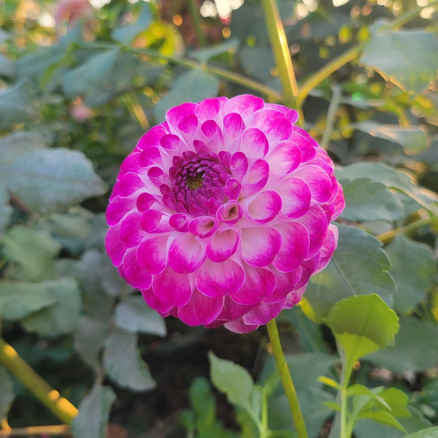 Kaiser Wilhelm Pink