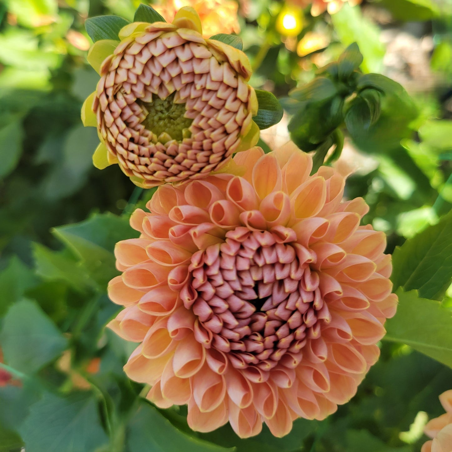 Valley Tawny