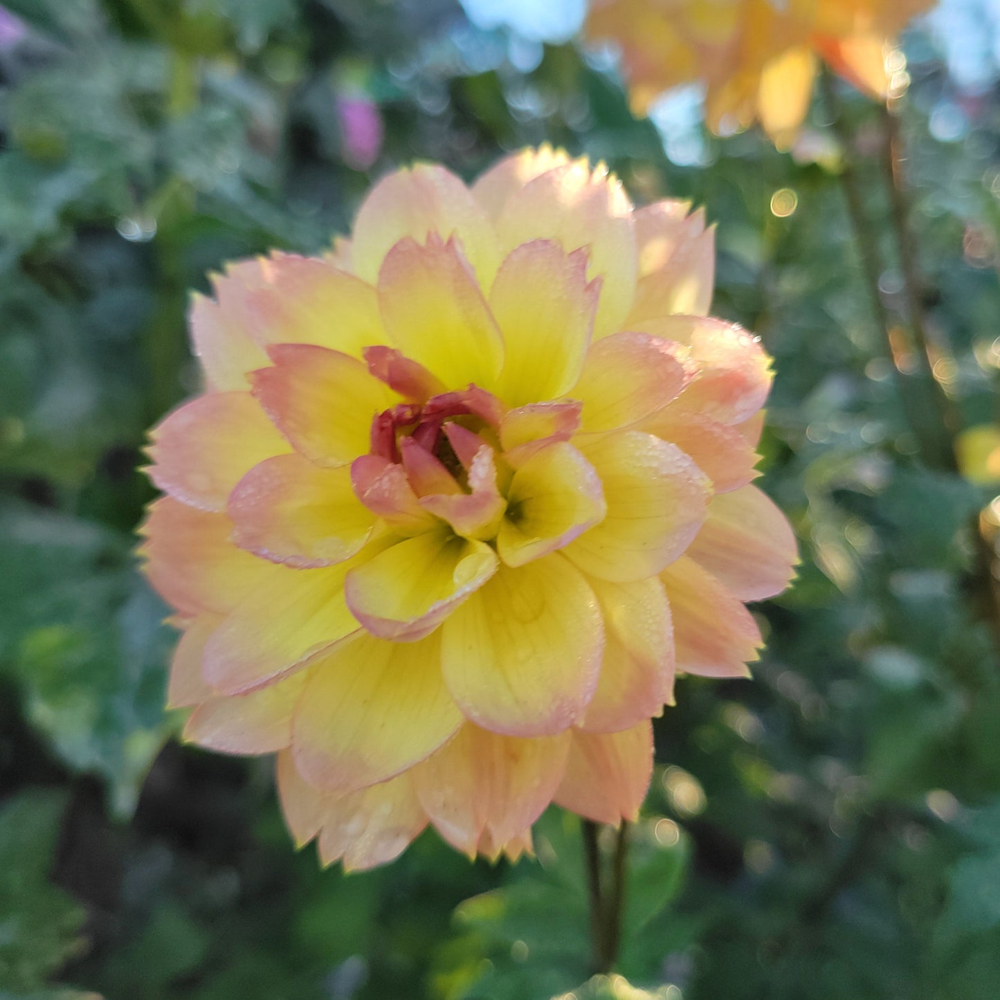 Gardentime