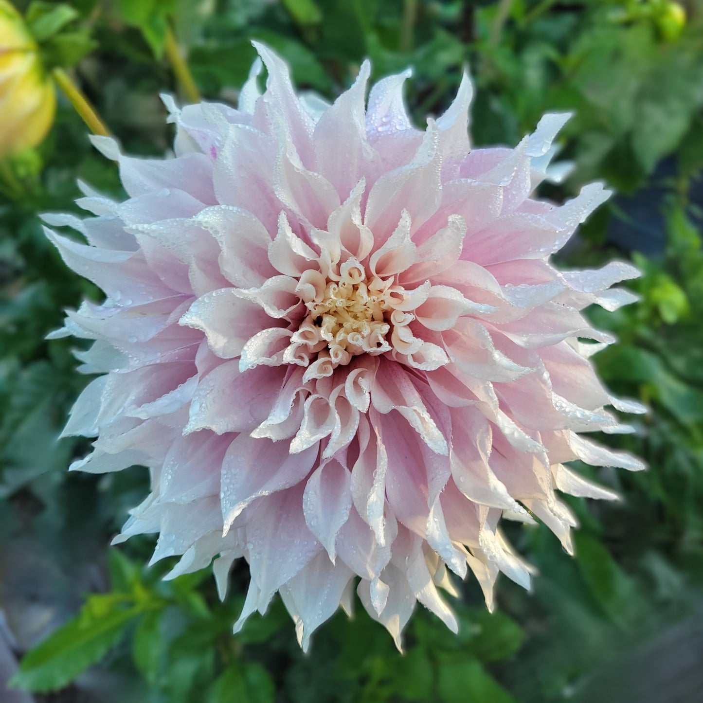 SC - Lavender Blush