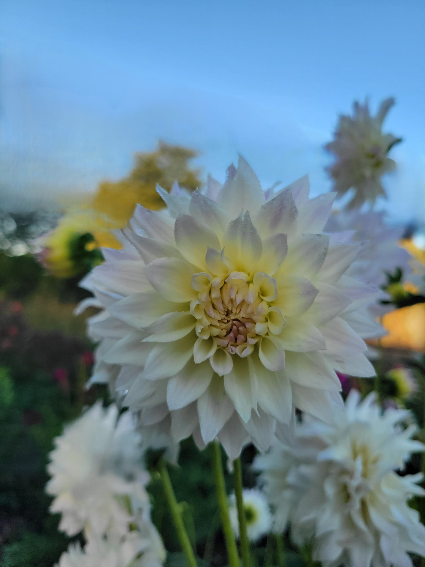 Tahoma Early Dawn