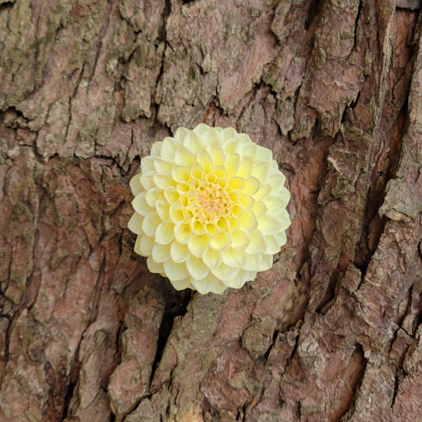 Winholme Diane