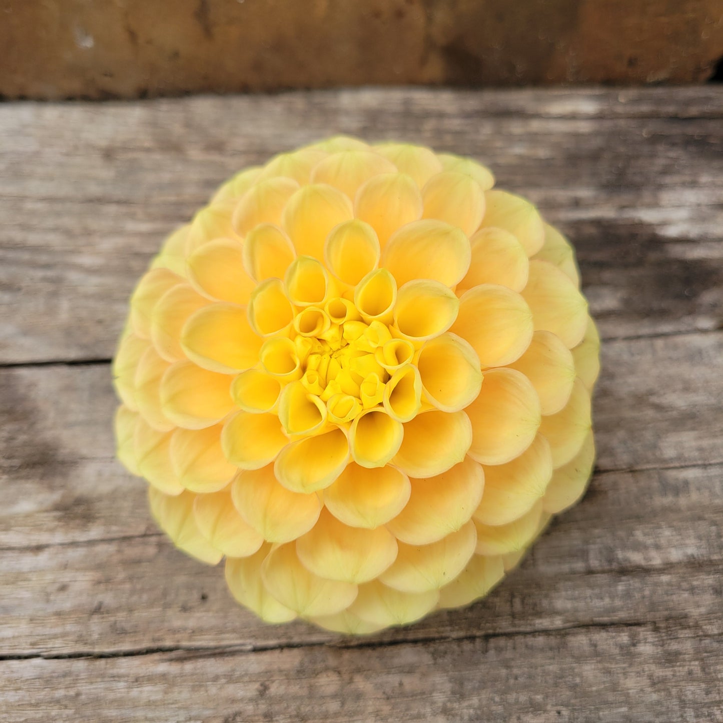 Ferncliff Honeycomb