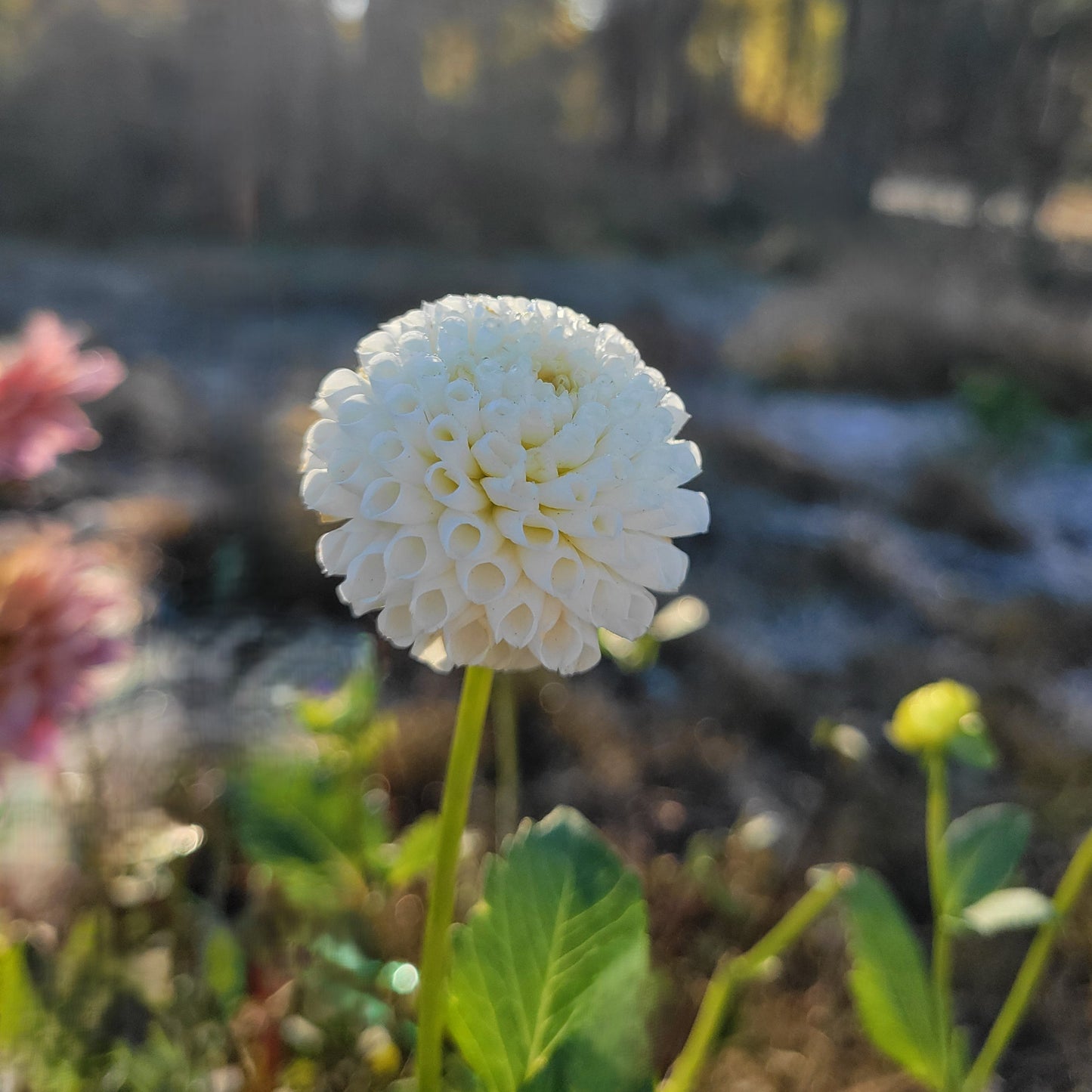Tiny Treasure