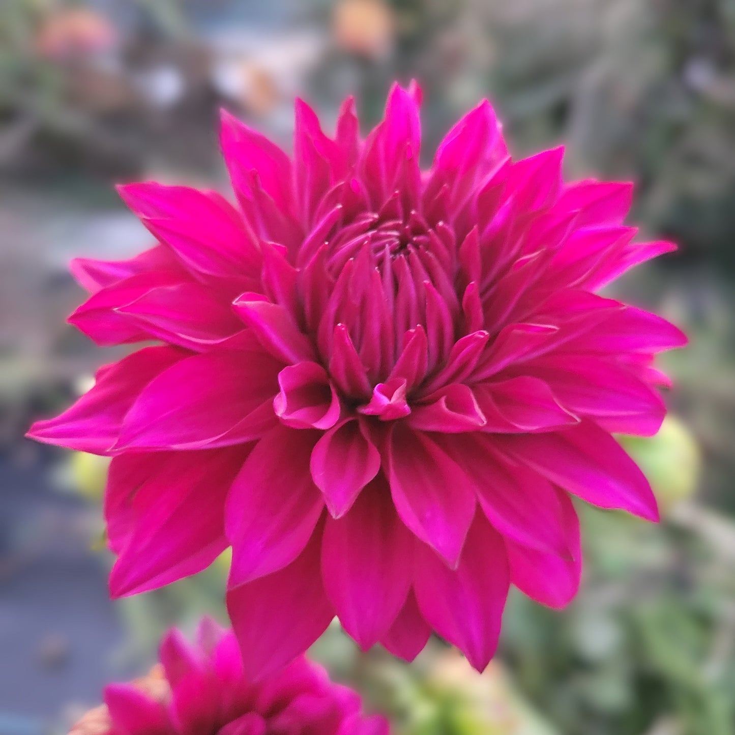 Hello Dahlia
