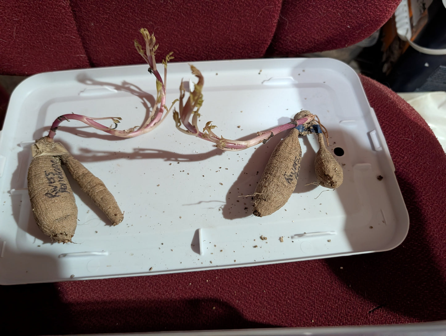 River's Penelope - See tuber pic