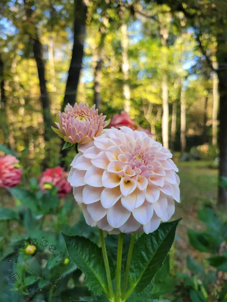 SC-Cinder Rose - tuber