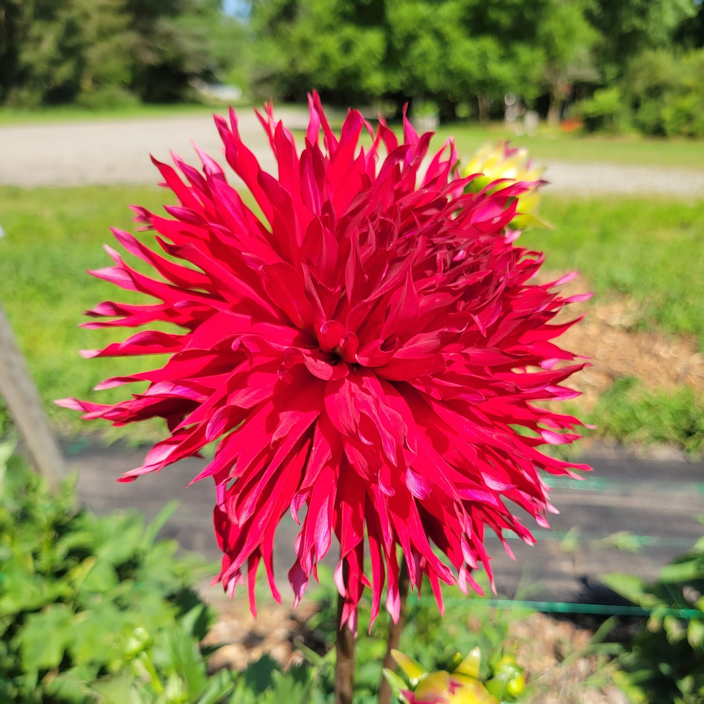 Bloomquist Cayson