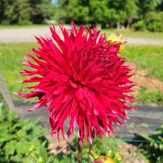 Bloomquist Cayson