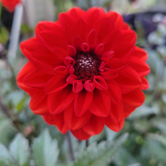 Black Forest Ruby