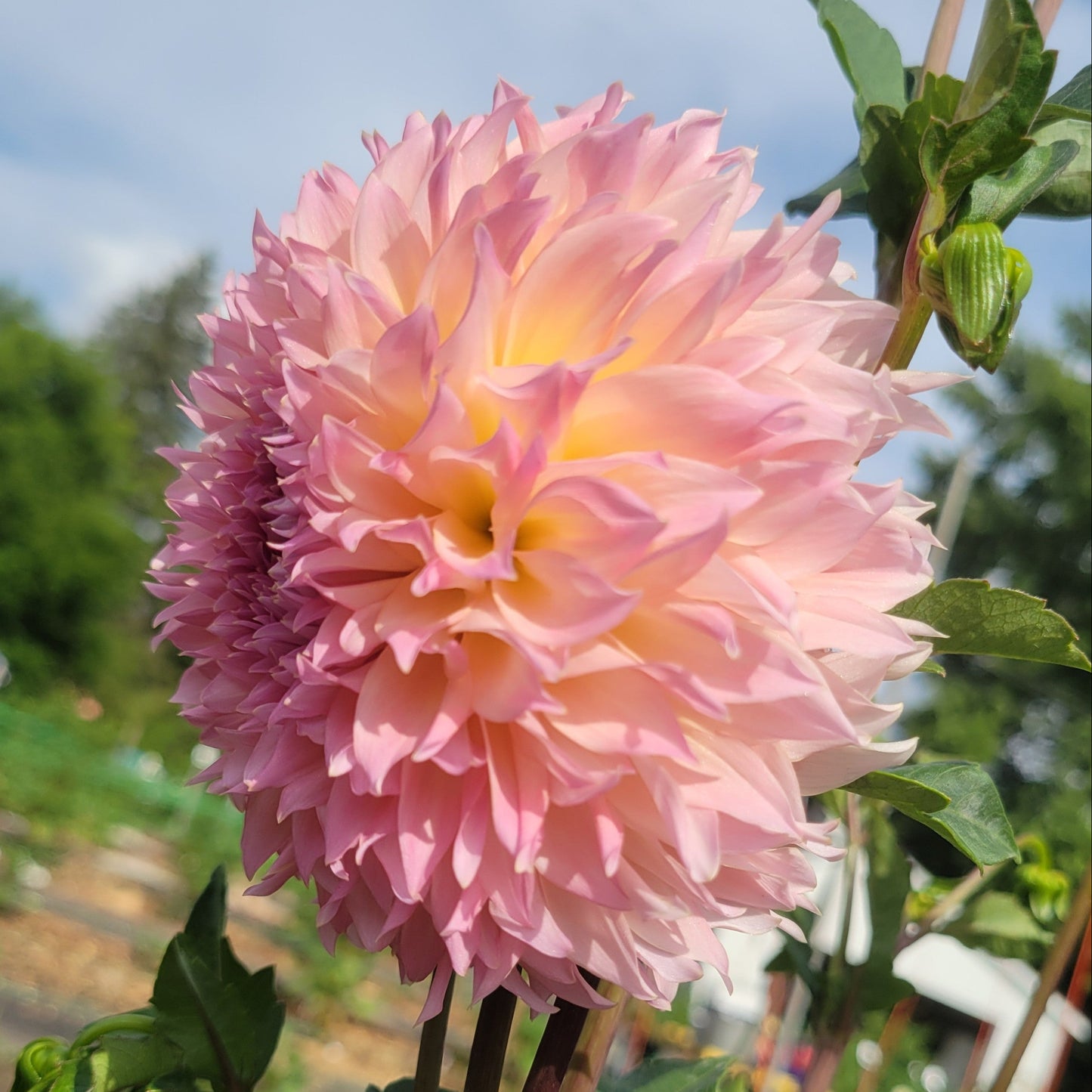 Lee's Pink Grapefruit