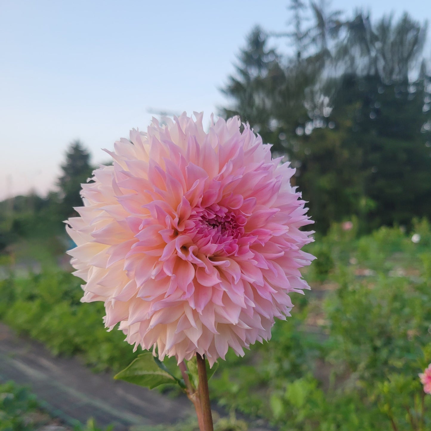 Lee's Pink Grapefruit
