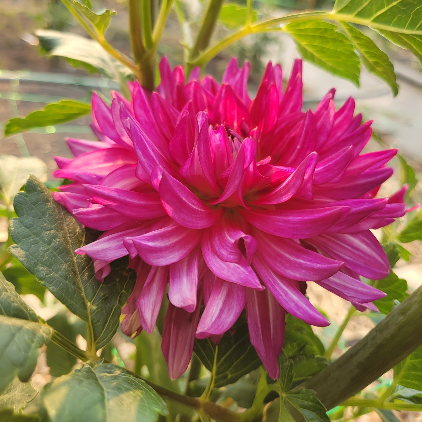 Glamour Girl
