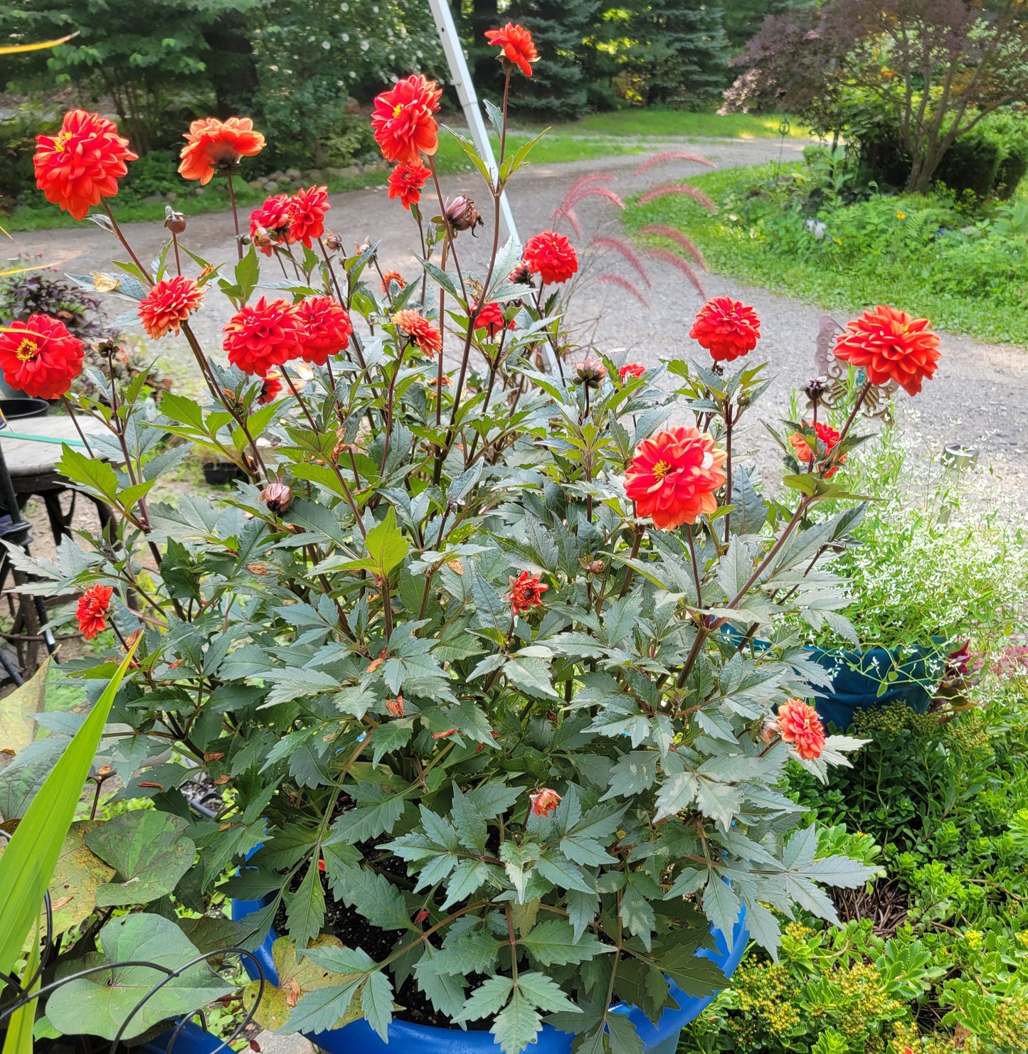 Black Forest Ruby