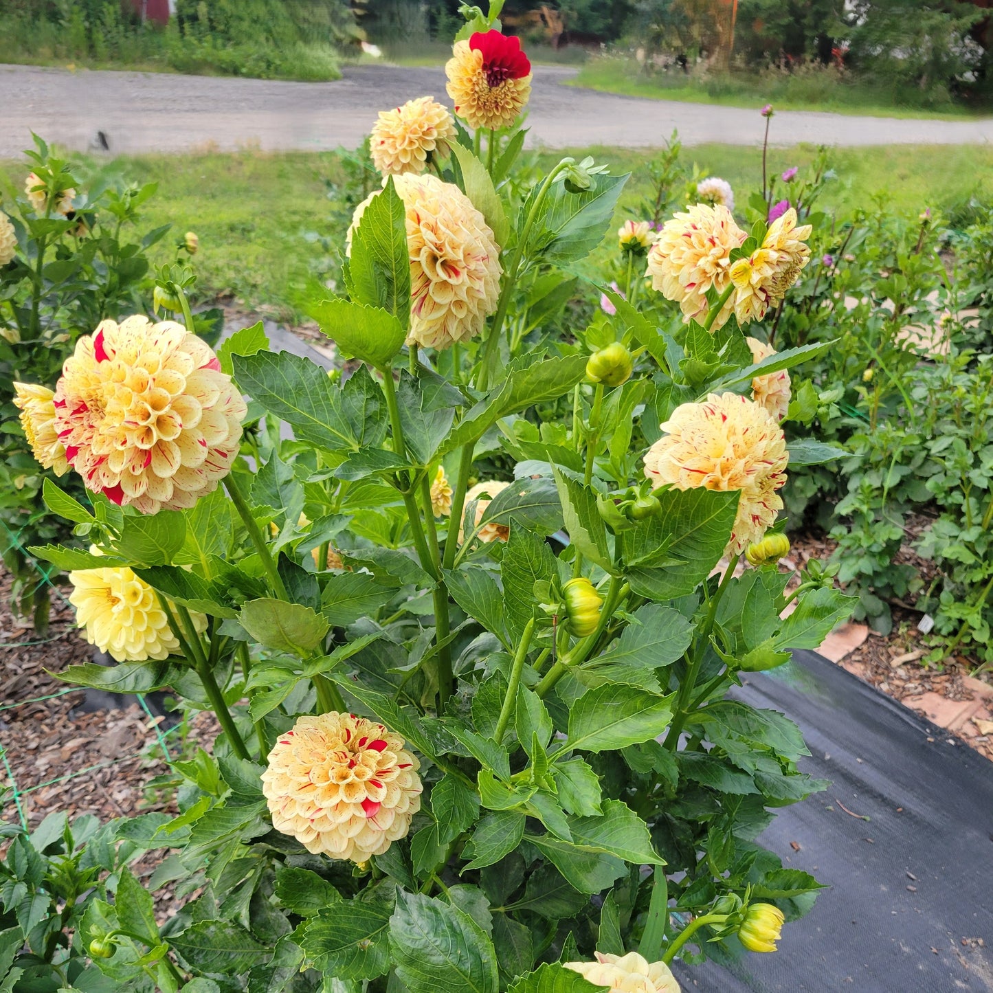 Lupin Ben
