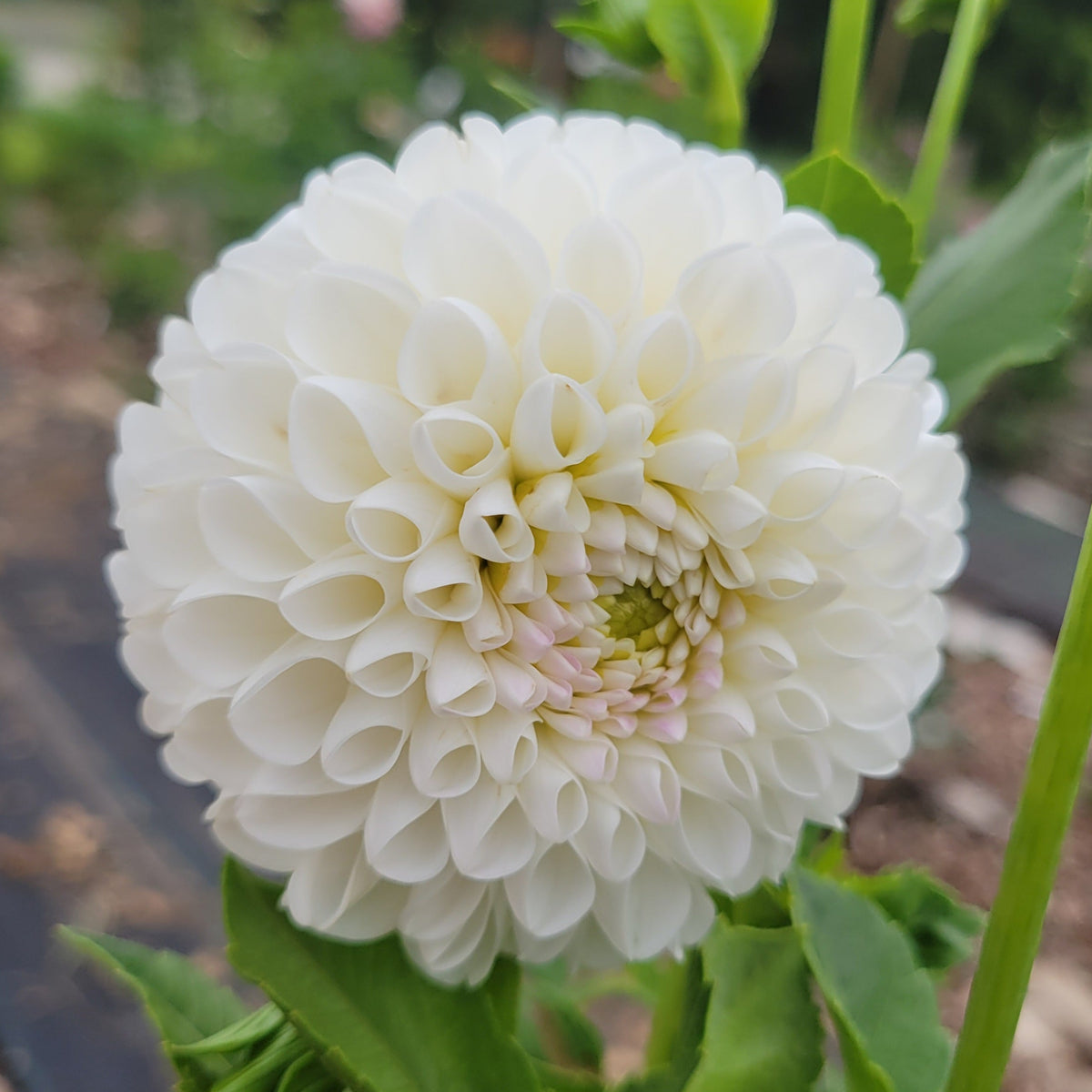 Dorothy R - Read Description
