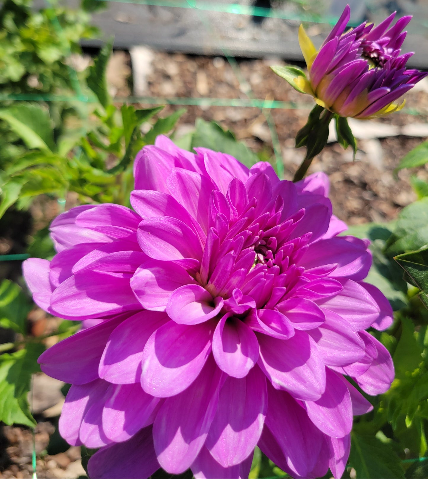 Bluetiful