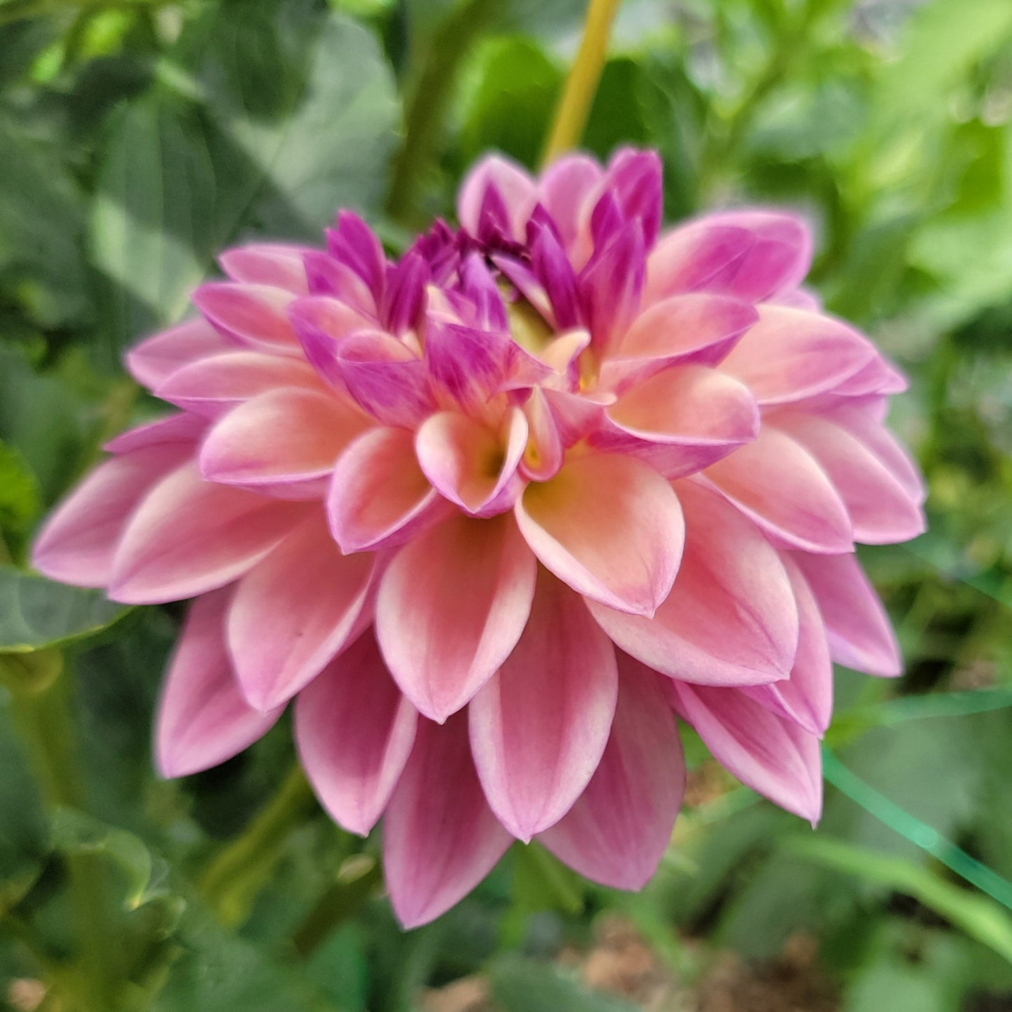 Dusty Beauty - see comment