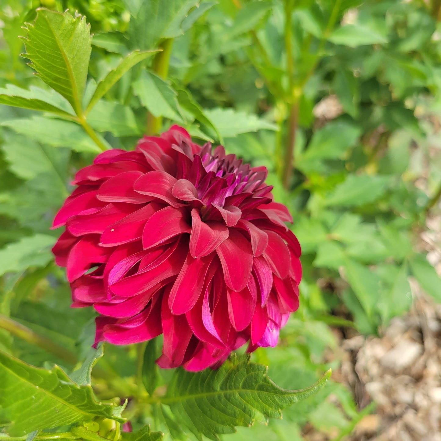 River's Penelope - See tuber pic