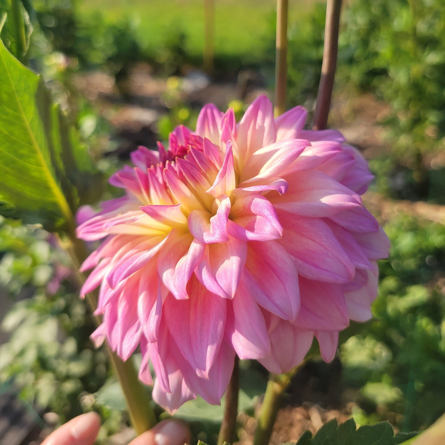 Bloomquist Parasol