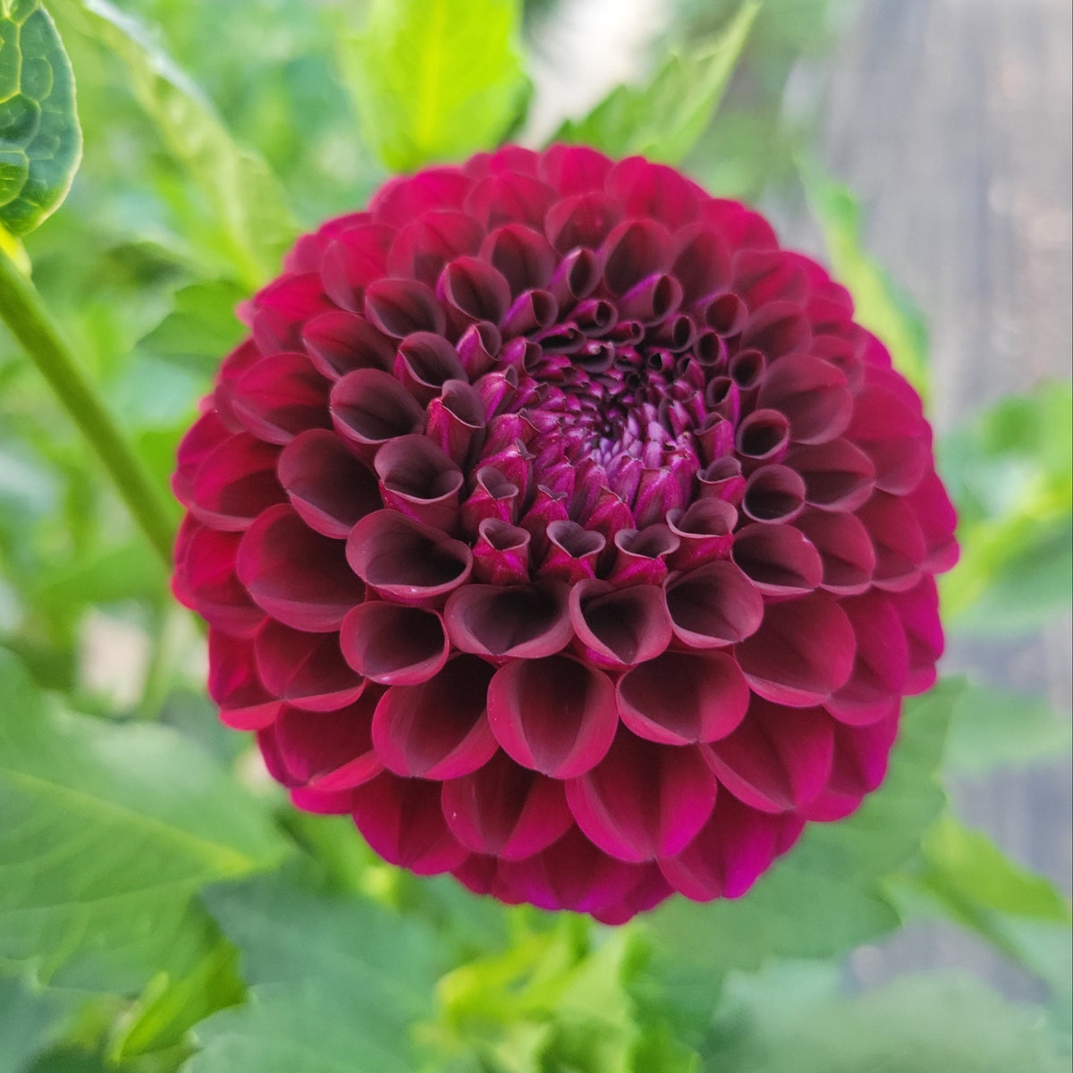 Irish Blackberry