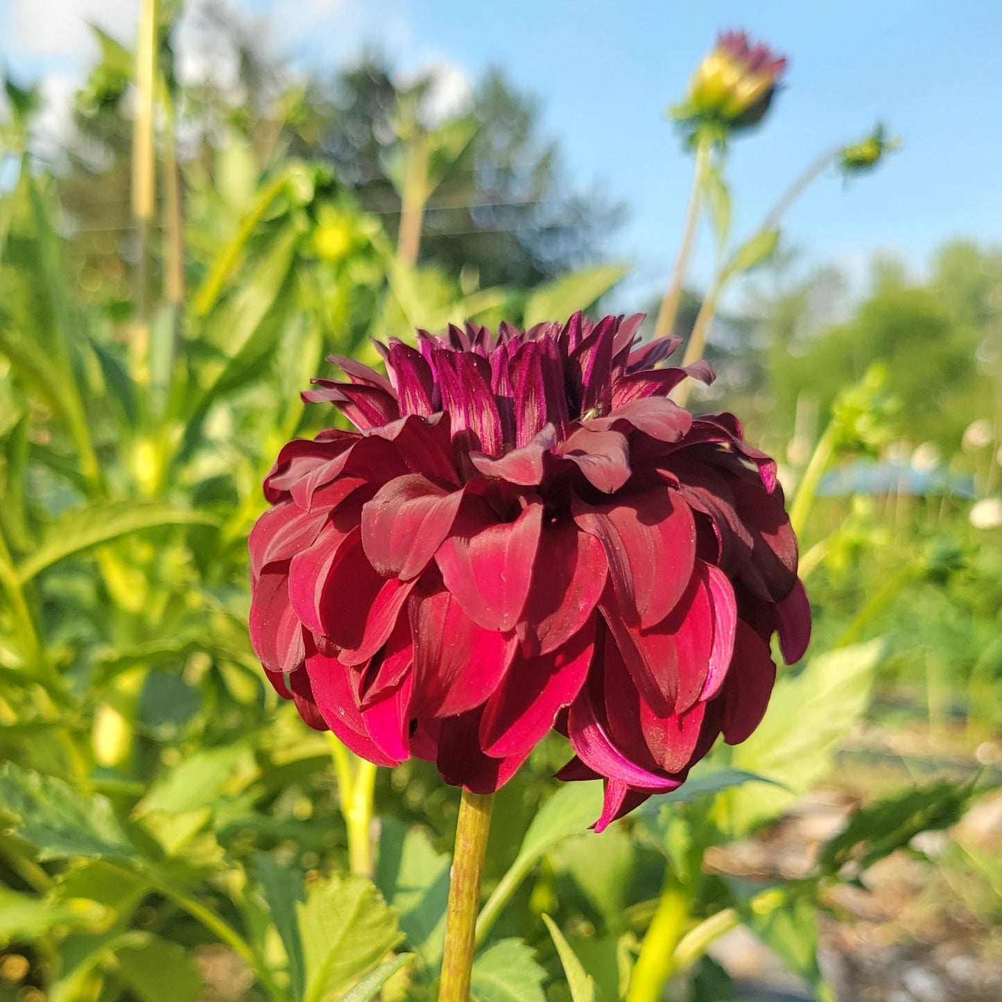River's Penelope - See tuber pic