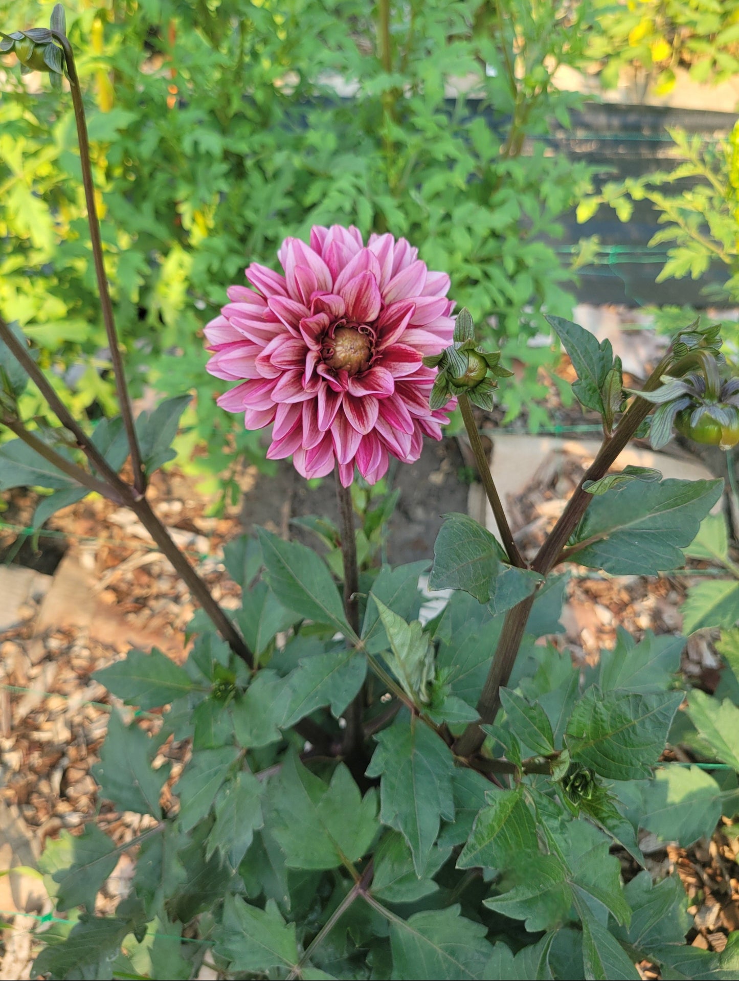 Senior's Hope