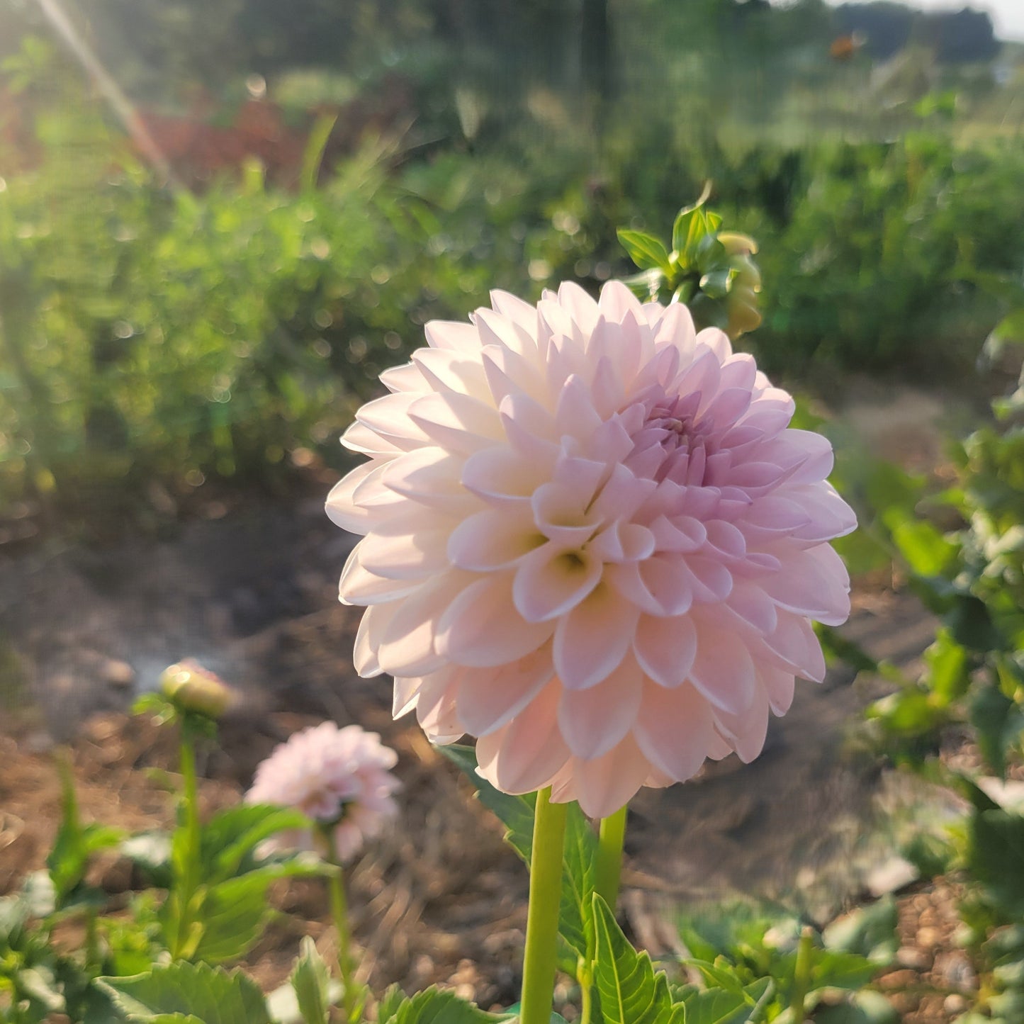 Tahoma Stellar Fellar