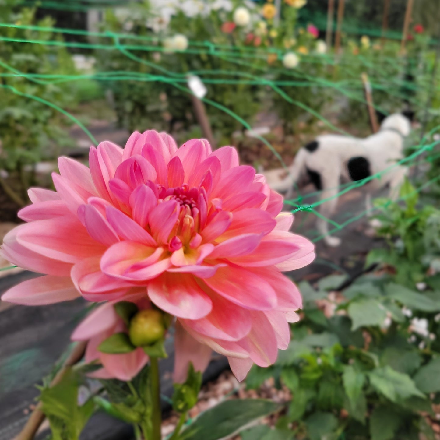Chimacum Kathleen
