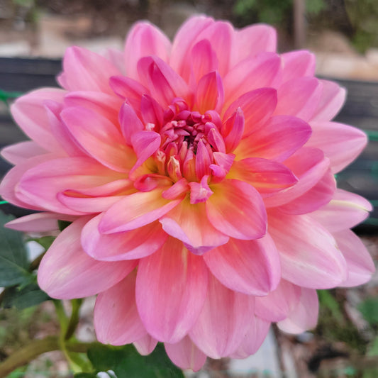 Chimacum Kathleen