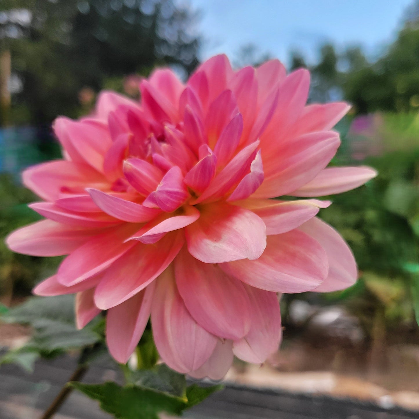 Chimacum Kathleen