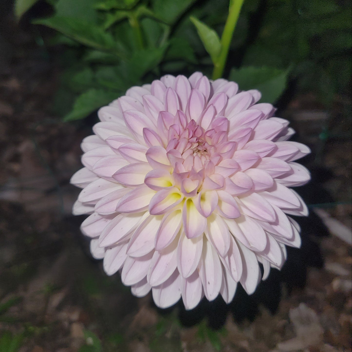 Tahoma Stellar Fellar