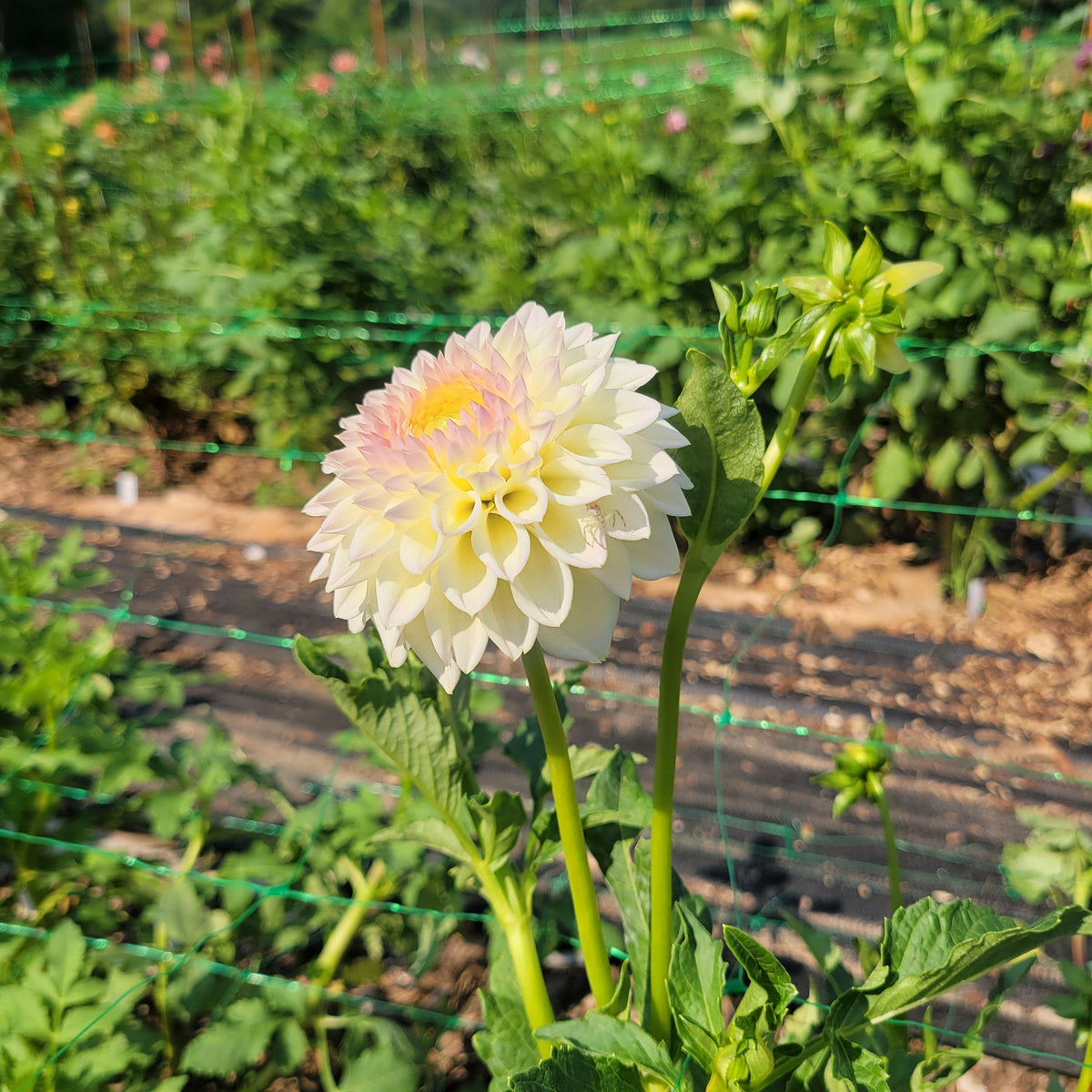 Cream Diane