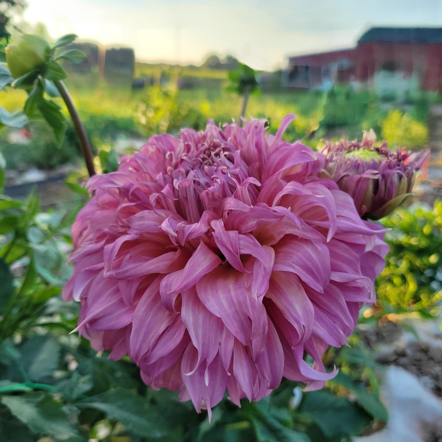 Summer Rain