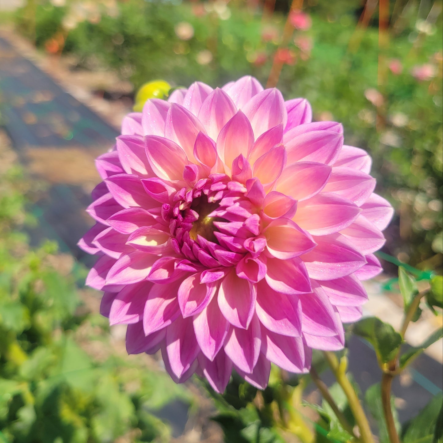 Dusty Beauty - see comment