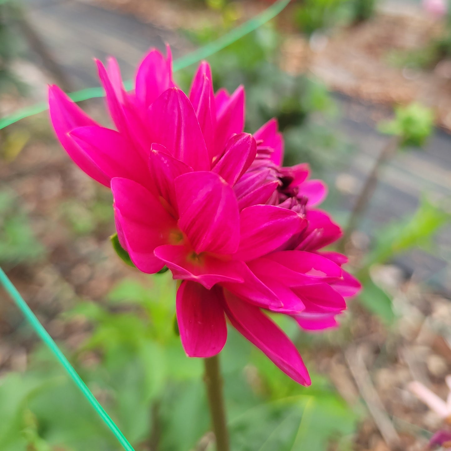 Bloomquist Joyous