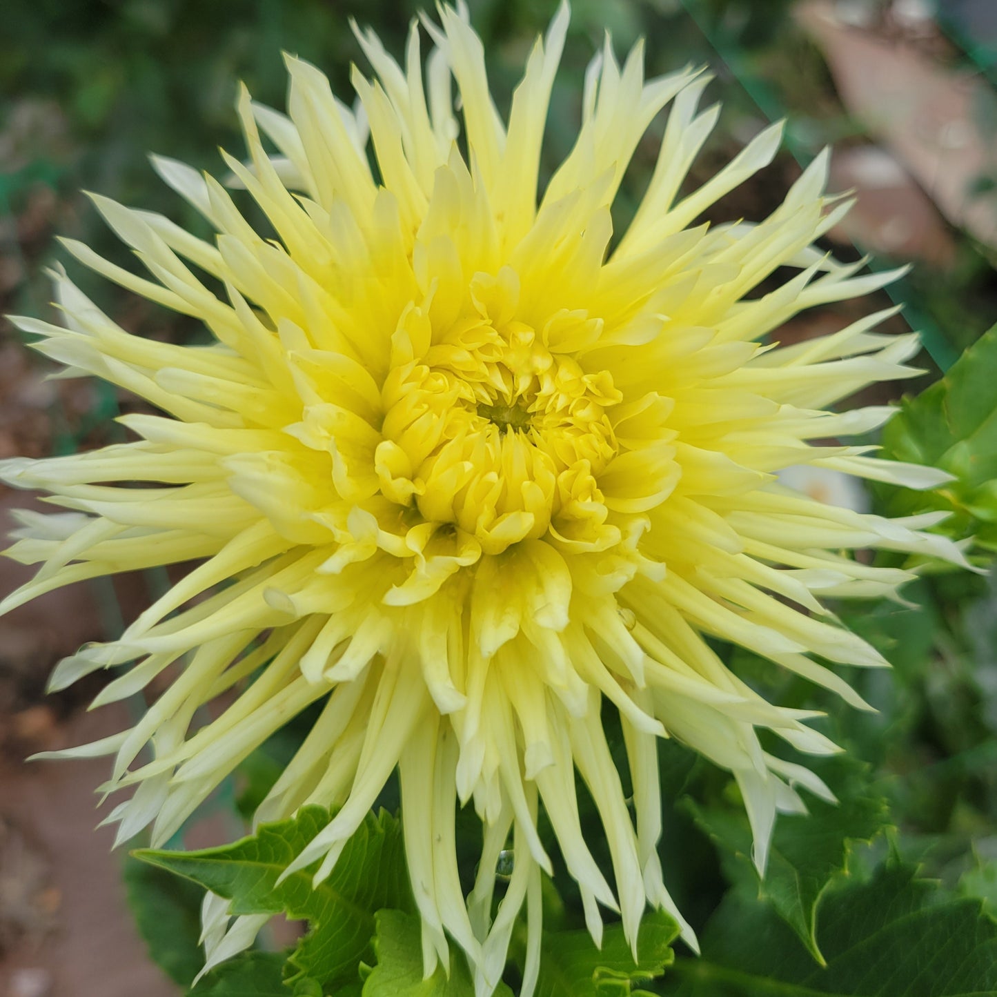 Bloomquist Lace