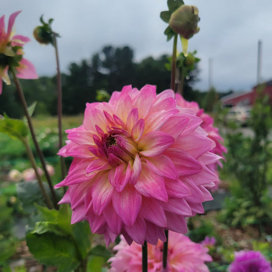 Bloomquist Parasol